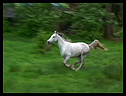 Arabian horse