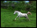Arabian horse