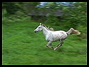 Arabian horse