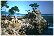 Lone Cyprus Tree in Monterey, California