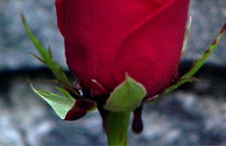 a music video shot and edited by Graham Collins for the song Eden written and performed by BronweN